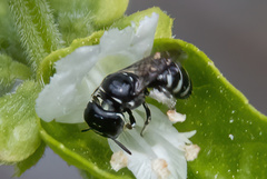 Ceratinidia
