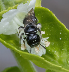 Ceratinidia