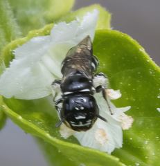 Ceratinidia