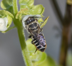 Eutricharaea