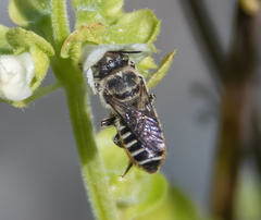 Eutricharaea