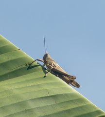 Valanga