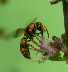 Eumeninae