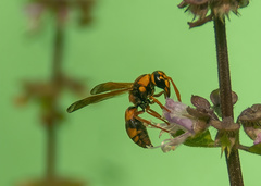 Eumeninae