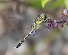 Diplacodes trivialis
