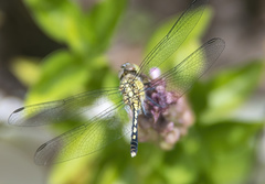 Diplacodes trivialis