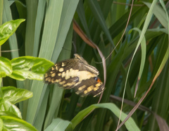 Papilio demoleus