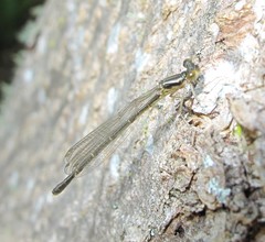 Xanthocnemis zealandica
