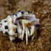 Revi Hermit Crab - Photo (c) Cricket Raspet, some rights reserved (CC BY), uploaded by Cricket Raspet