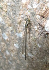 Xanthocnemis zealandica