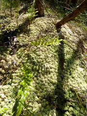 Sphagnum cristatum