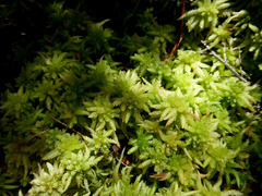 Sphagnum cristatum