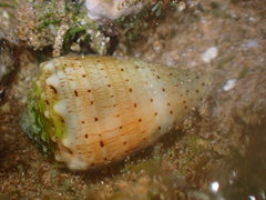 Conus abbreviatus
