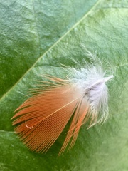 Trichoglossus moluccanus