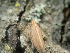 Stenocranus major