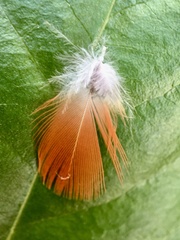 Trichoglossus moluccanus