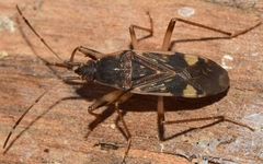 Dieuches armatipes