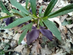 Helleborus atrorubens