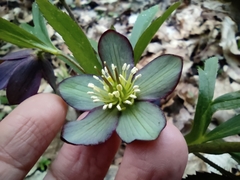 Helleborus atrorubens