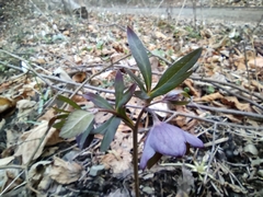 Helleborus atrorubens