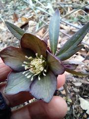 Helleborus atrorubens