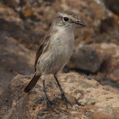 Saxicola dacotiae