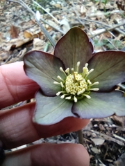 Helleborus atrorubens