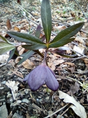 Helleborus atrorubens