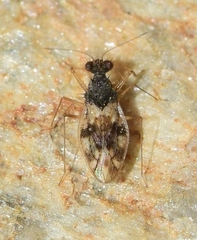 Patapius spinosus