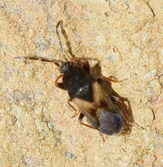 Tropistethus holosericus