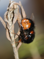 Pterodontia mellii