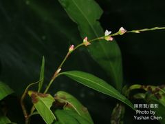 Persicaria pubescens