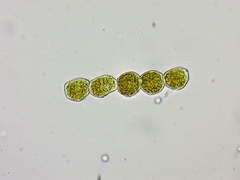 Puccinia lagenophorae