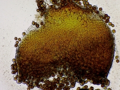 Puccinia lagenophorae