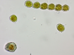 Puccinia lagenophorae