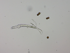 Puccinia lagenophorae