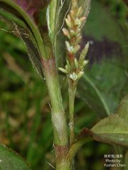 Persicaria pubescens