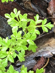 Xanthosia stellata