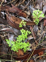 Xanthosia stellata
