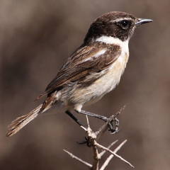 Saxicola dacotiae
