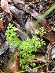 Xanthosia stellata