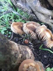 Psilocybe subaeruginosa image