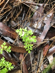 Xanthosia stellata