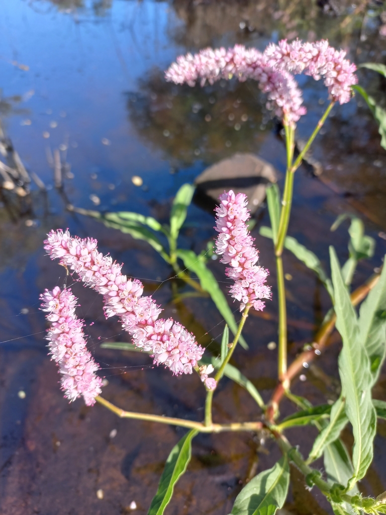 Knotweed plants of rosewood nature study area inaturalist