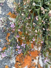 Lobelia eckloniana