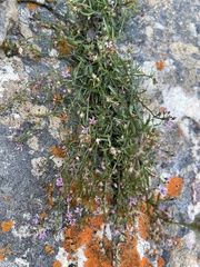 Lobelia eckloniana
