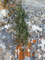 Lobelia eckloniana