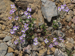 Malcolmia flexuosa