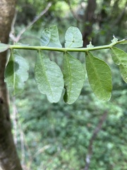 Pistacia aethiopica image