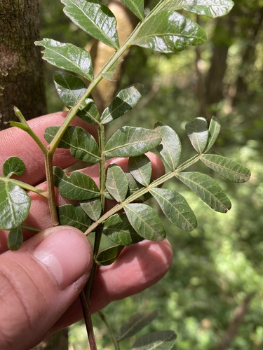 Pistacia aethiopica image